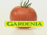gardenia